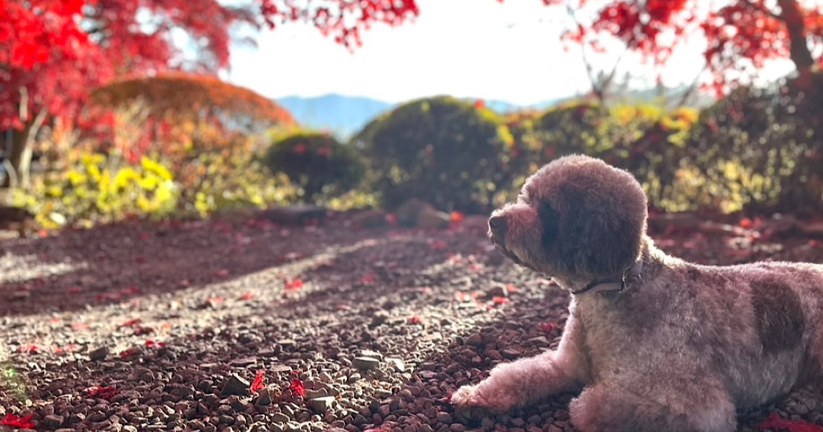 %e3%83%a9%e3%82%b4%e3%83%83%e3%83%88%e9%81%94%e3%81%a8%e8%bf%91%e6%89%80%e3%81%ae%e9%95%b7%e5%86%86%e5%af%ba%f0%9f%8d%81