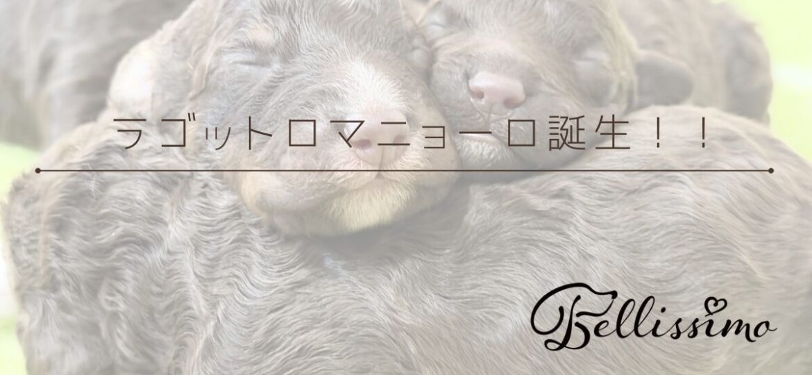 ラゴットロマニョーロ生まれました！