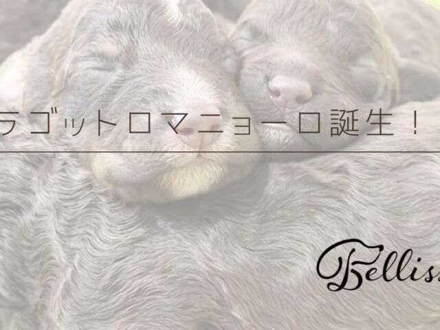 ラゴットロマニョーロ生まれました！