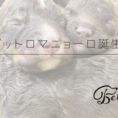 ラゴットロマニョーロ生まれました！