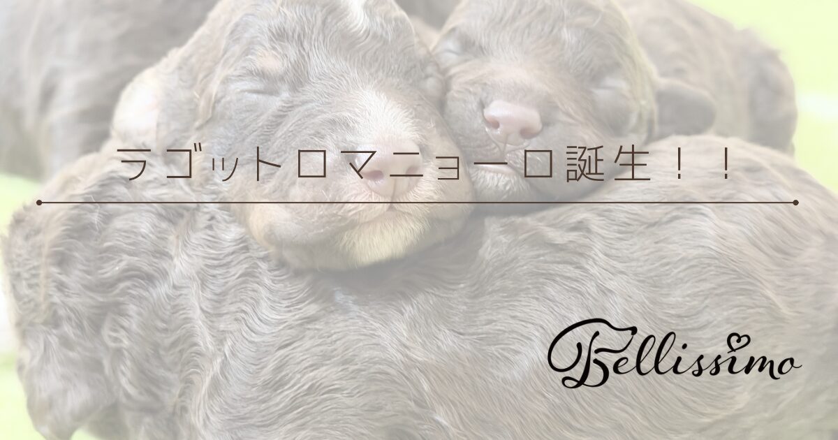 %e3%83%a9%e3%82%b4%e3%83%83%e3%83%88%e3%83%ad%e3%83%9e%e3%83%8b%e3%83%a7%e3%83%bc%e3%83%ad%e8%aa%95%e7%94%9f%ef%bc%81